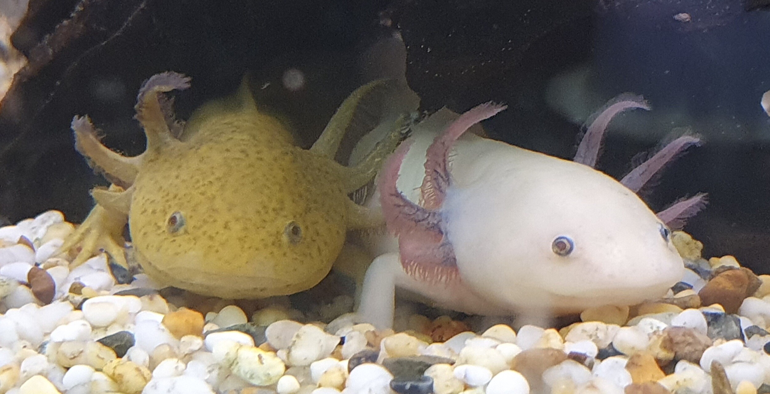 Pets Galore » Gravel, yes or no with Axolotls