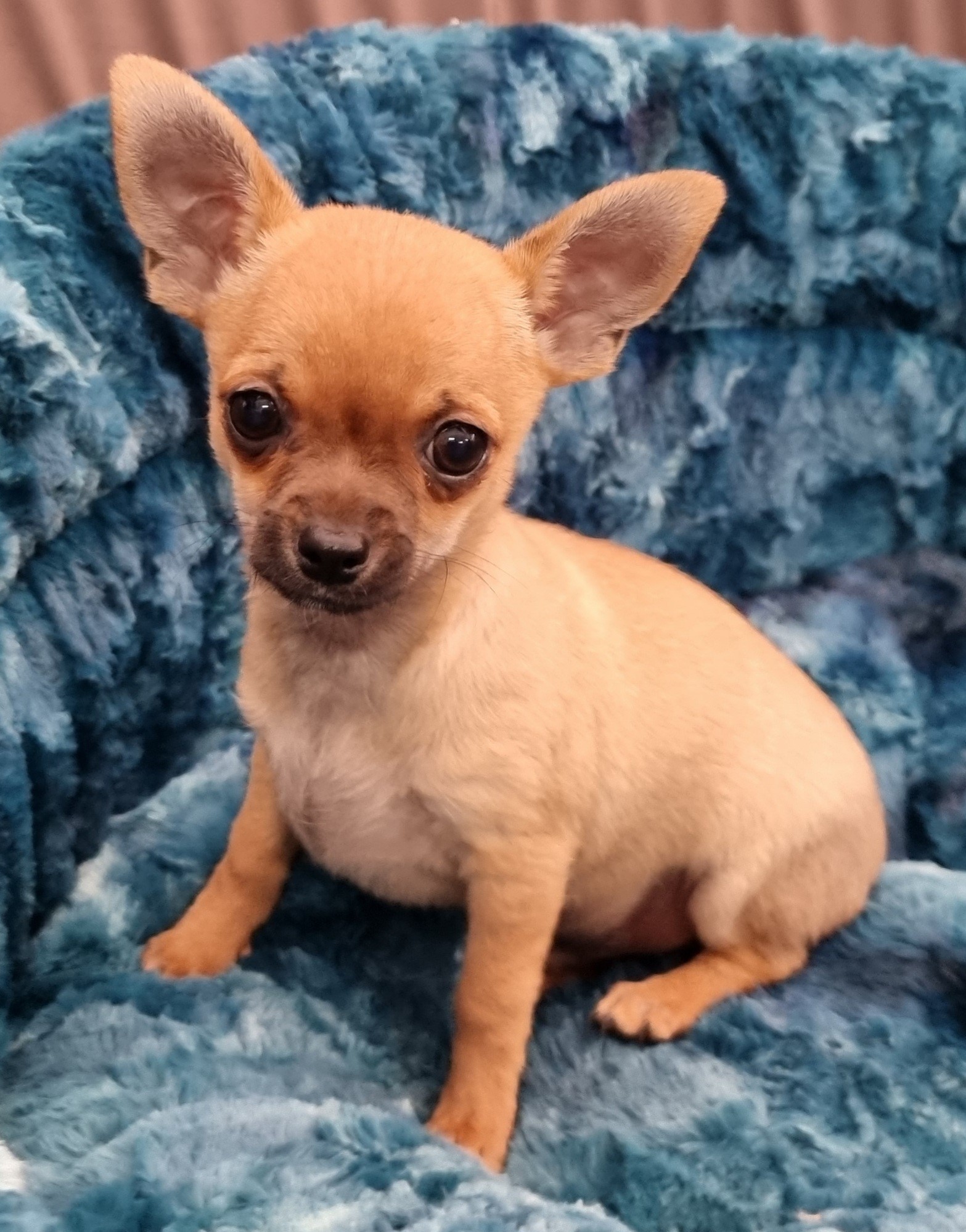 Puppies and Dogs For Sale Pets Galore in Toowoomba