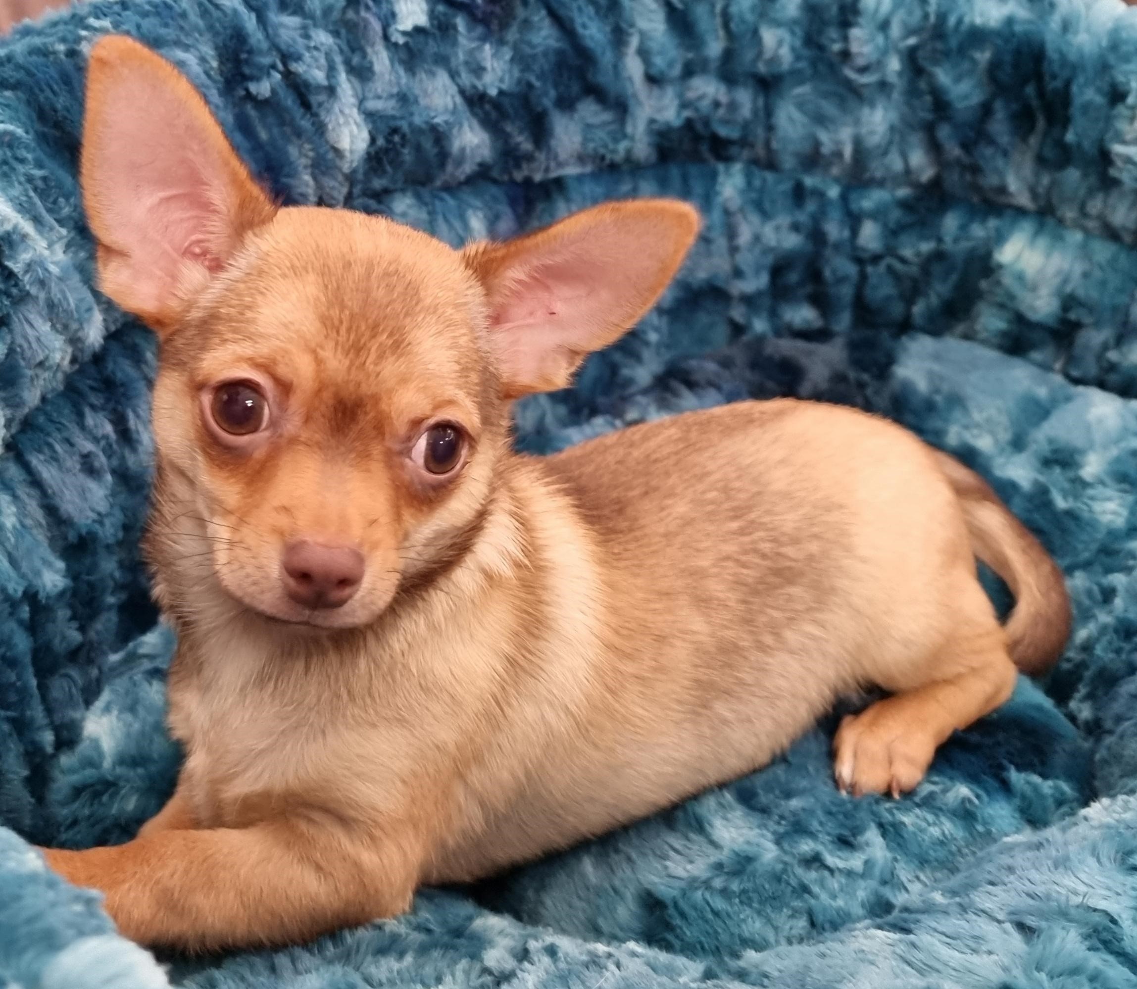 Puppies and Dogs For Sale Pets Galore in Toowoomba