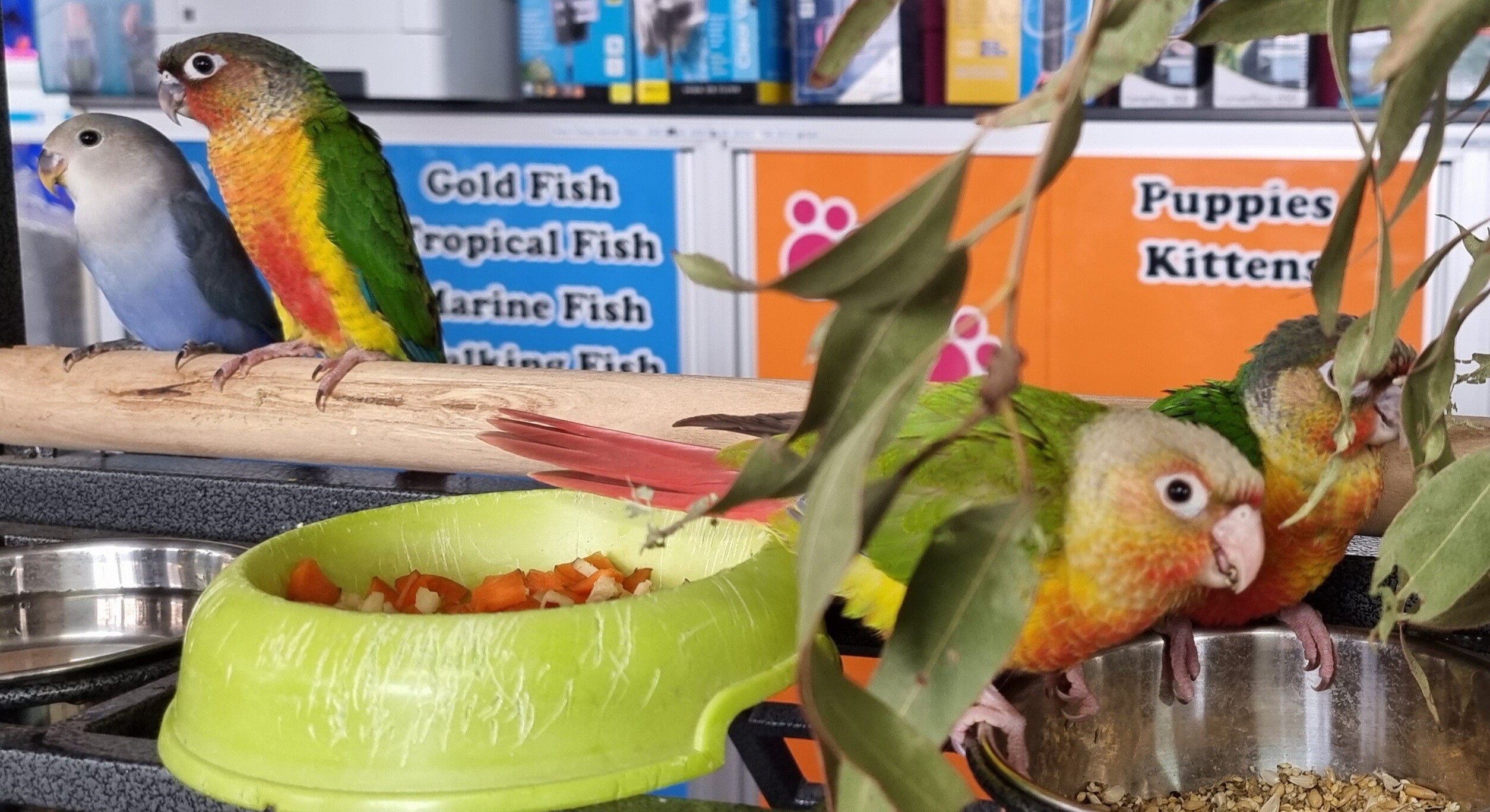 Pet Birds for Sale in Toowoomba Pets Galore Pet Shop