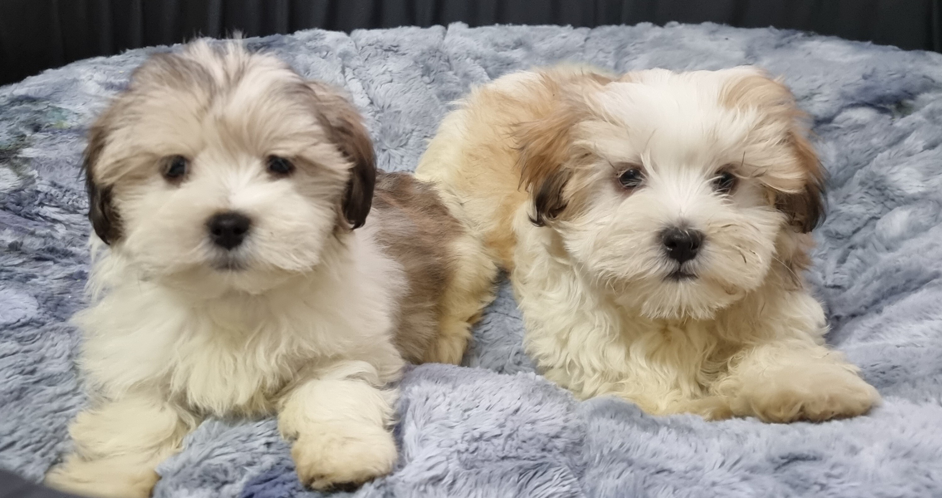 Puppies and Dogs For Sale Pets Galore in Toowoomba