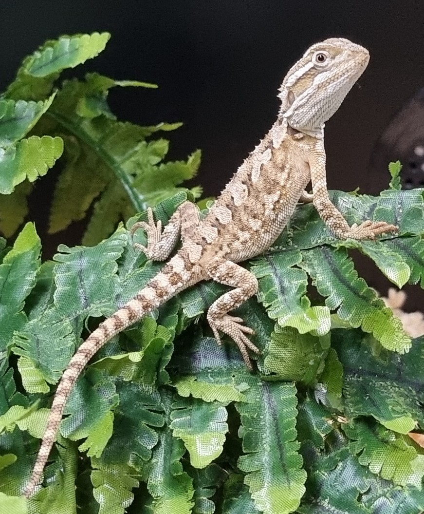 Pet Reptiles for Sale Toowoomba Pets Galore Pet Shop
