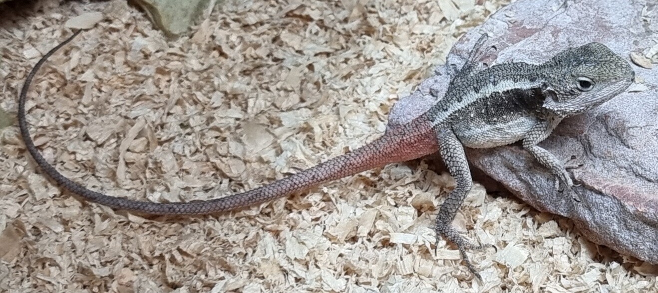 Pet Reptiles for Sale Toowoomba Pets Galore Pet Shop