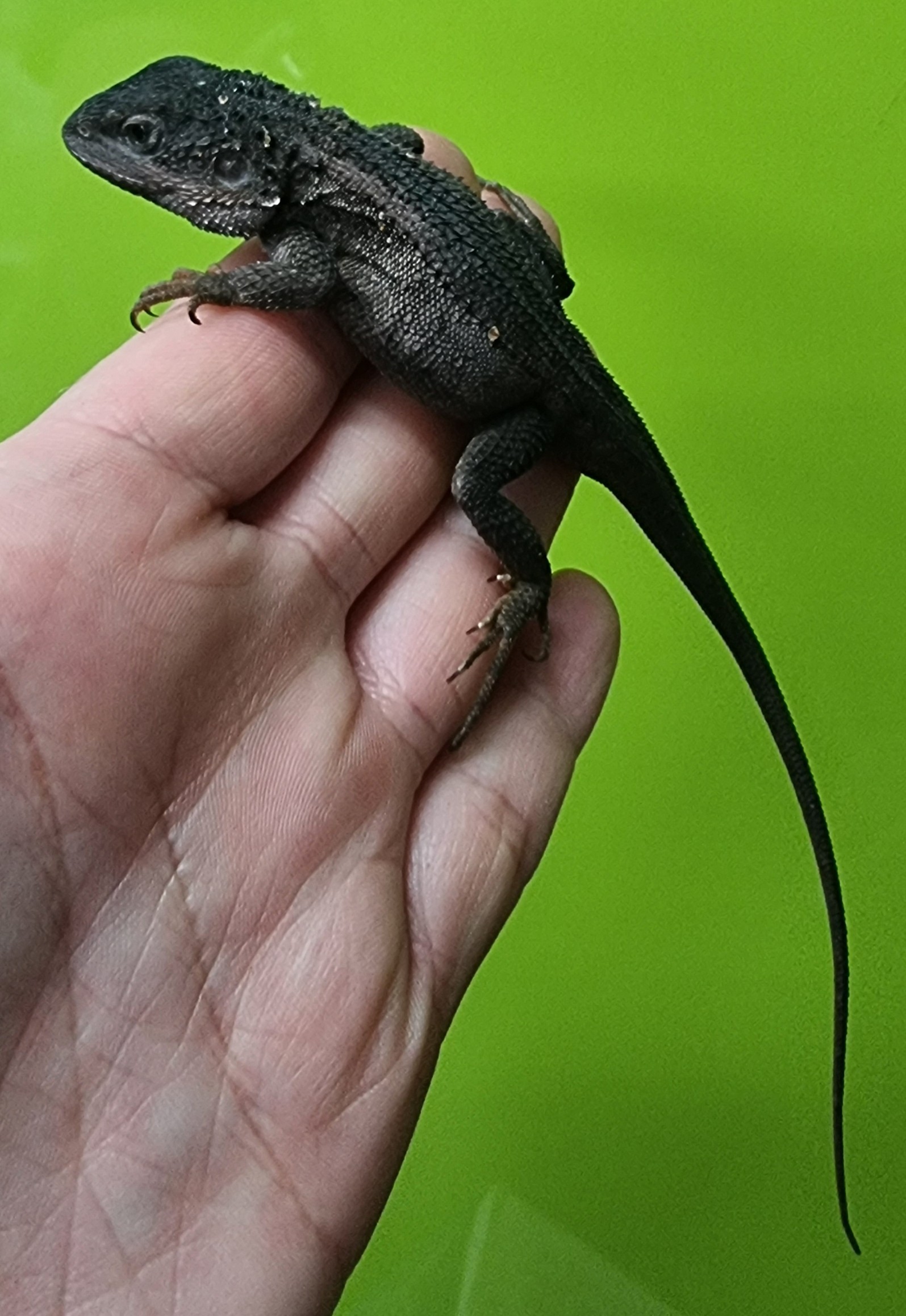 Pet Reptiles for Sale Toowoomba Pets Galore Pet Shop