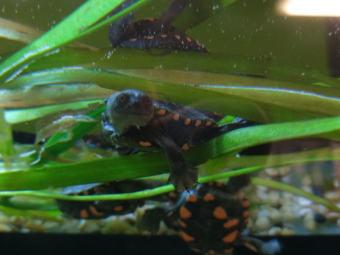 Pet Reptiles for Sale Toowoomba Pets Galore Pet Shop