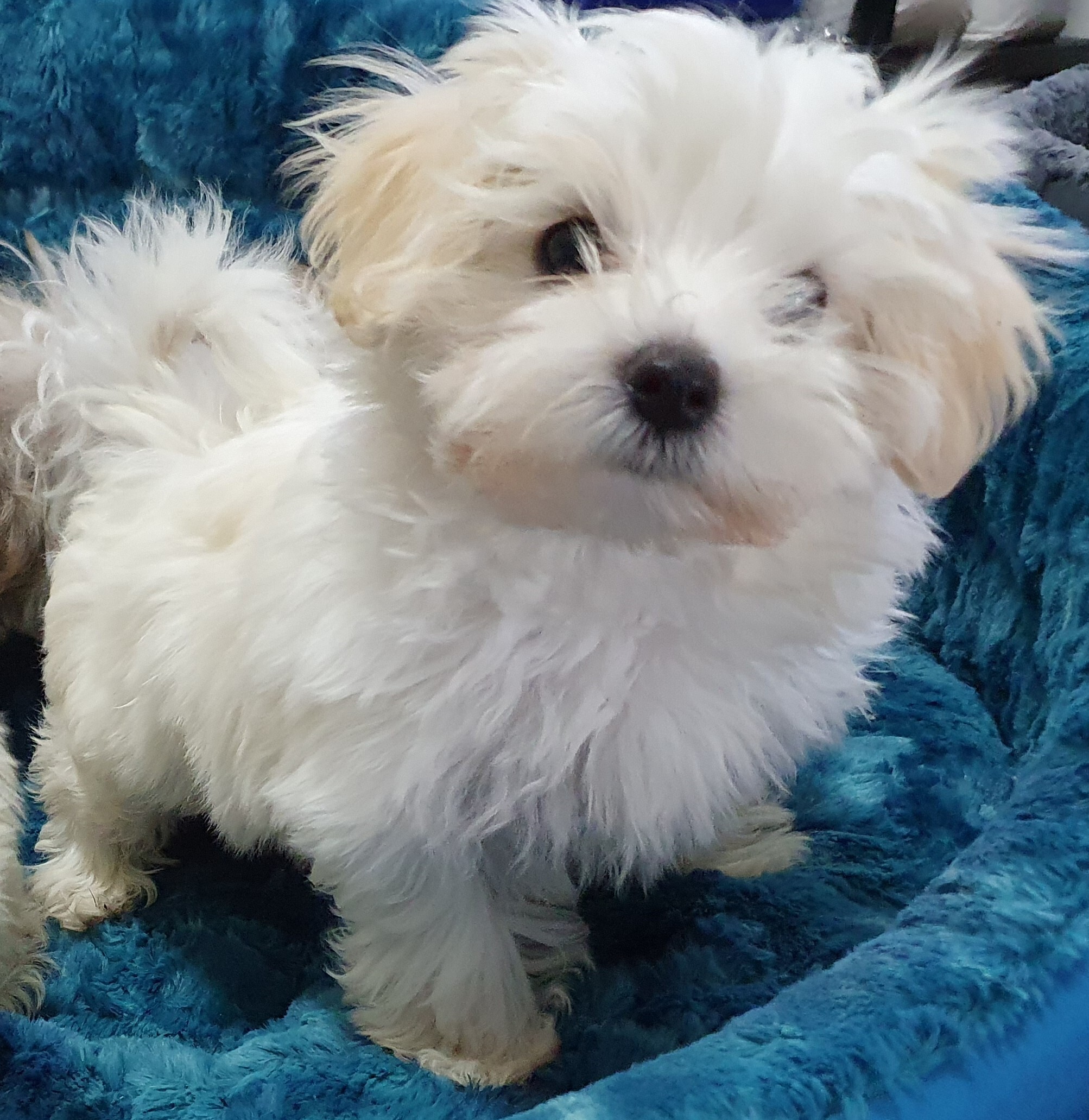 Puppies and Dogs For Sale Pets Galore in Toowoomba