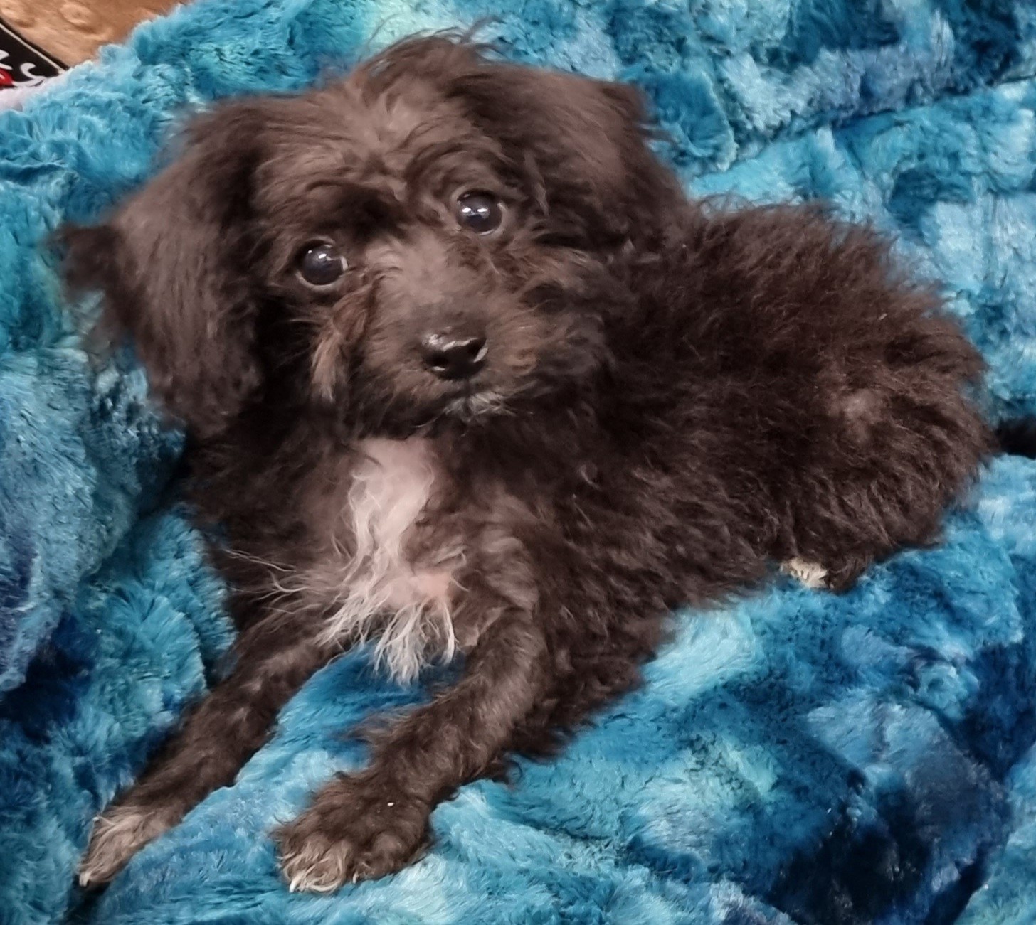 Puppies and Dogs For Sale Pets Galore in Toowoomba