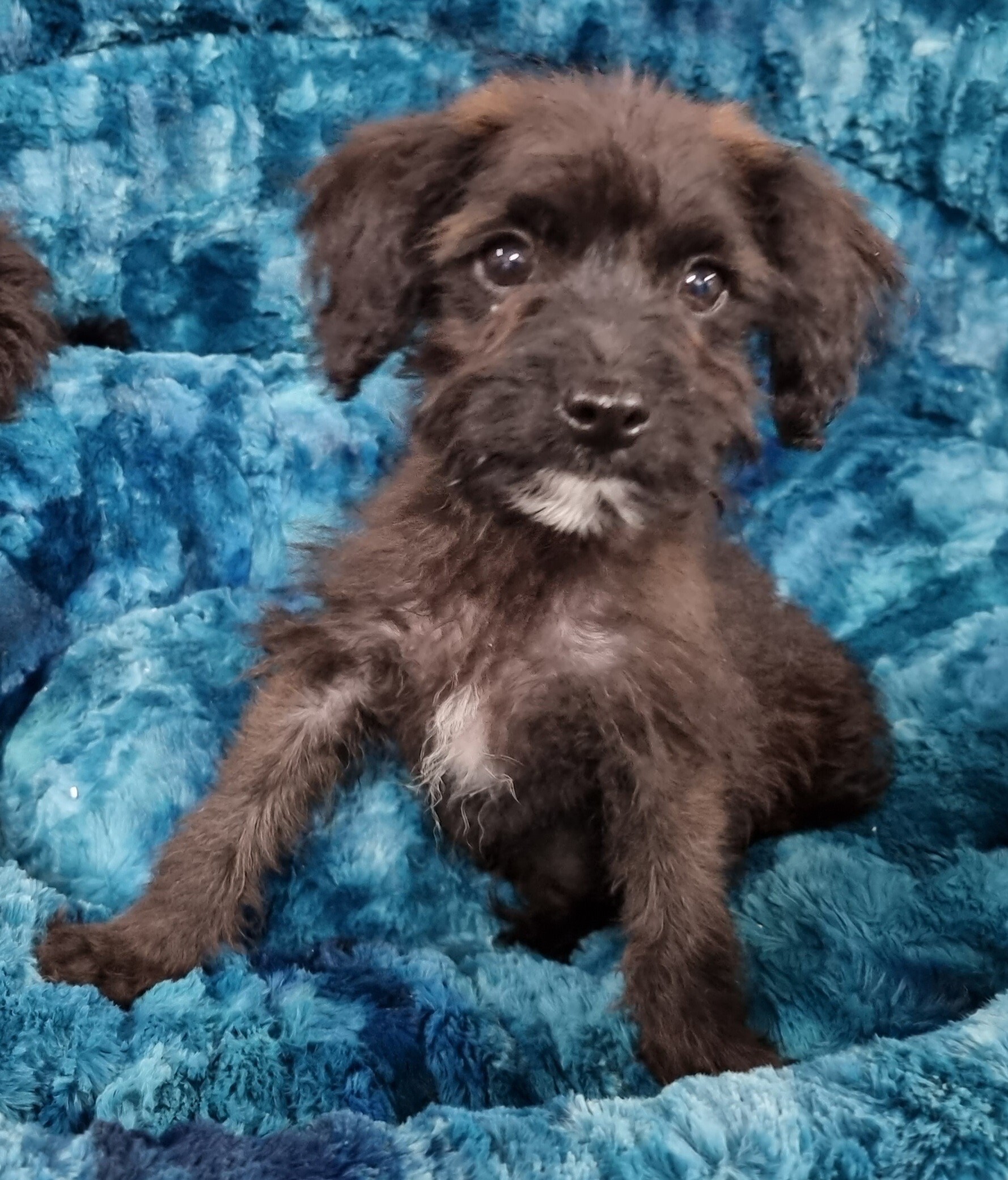 Puppies and Dogs For Sale Pets Galore in Toowoomba