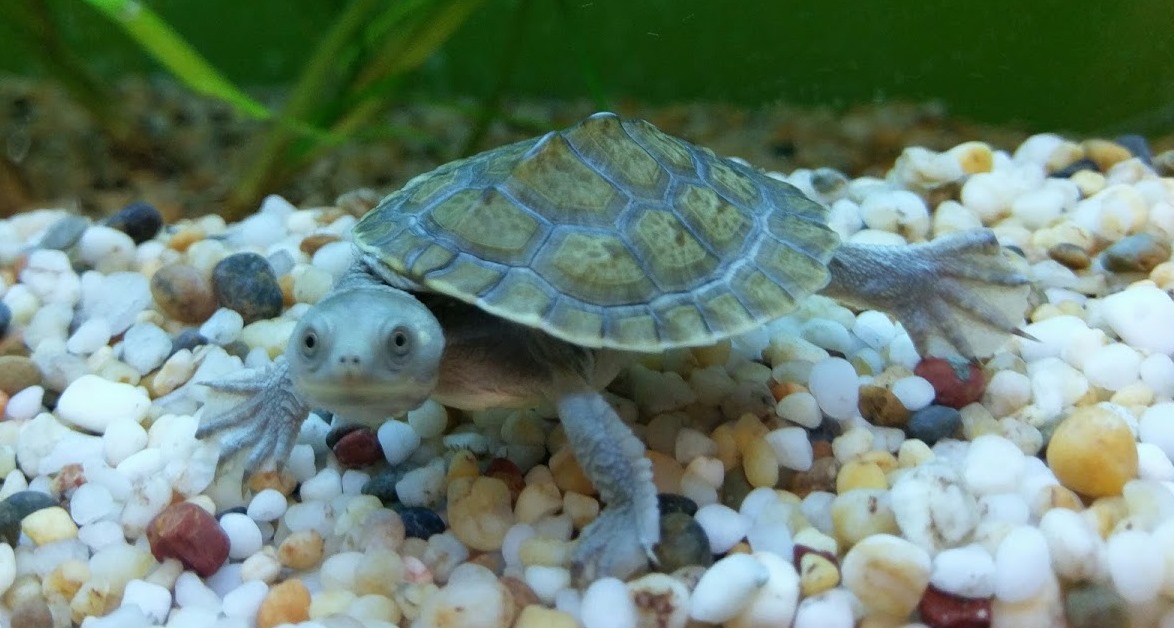 Pet Reptiles for Sale Toowoomba Pets Galore Pet Shop