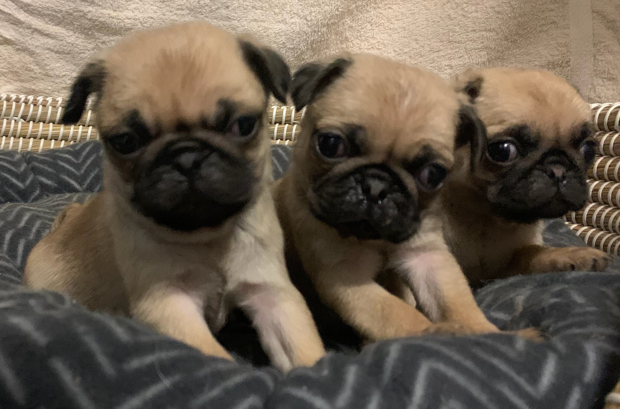 Puppies and Dogs For Sale Pets Galore in Toowoomba