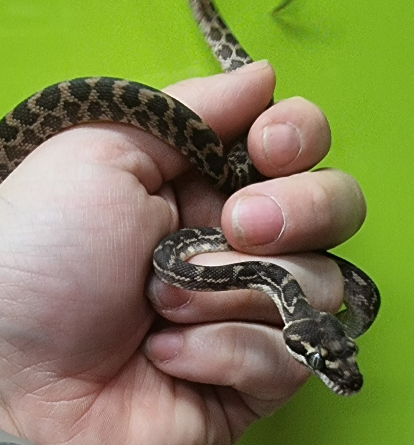 Pet Reptiles for Sale Toowoomba Pets Galore Pet Shop