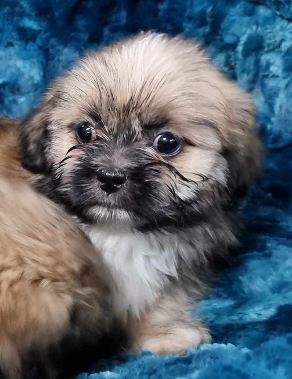 Puppies and Dogs For Sale Pets Galore in Toowoomba