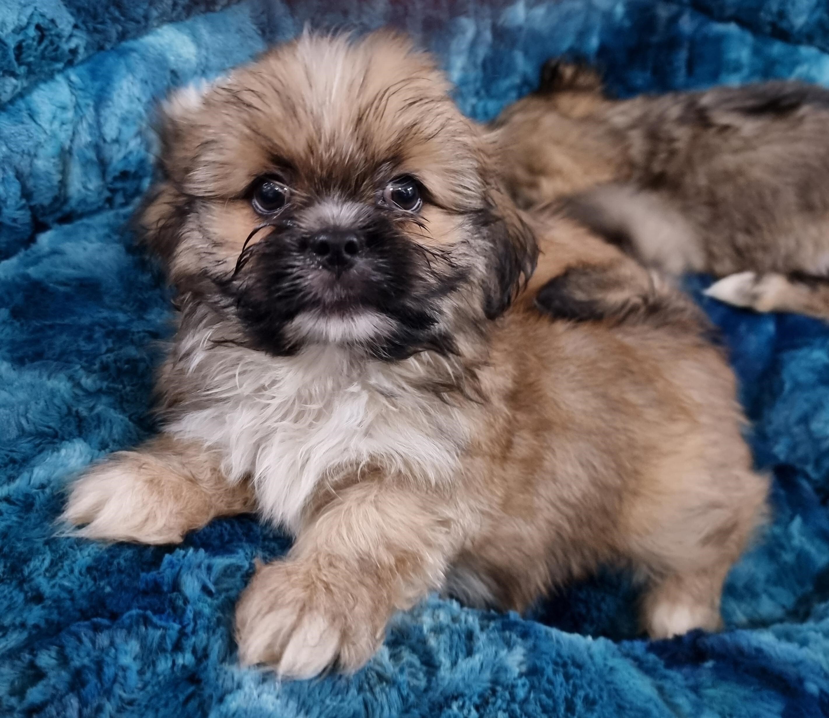 Puppies and Dogs For Sale Pets Galore in Toowoomba