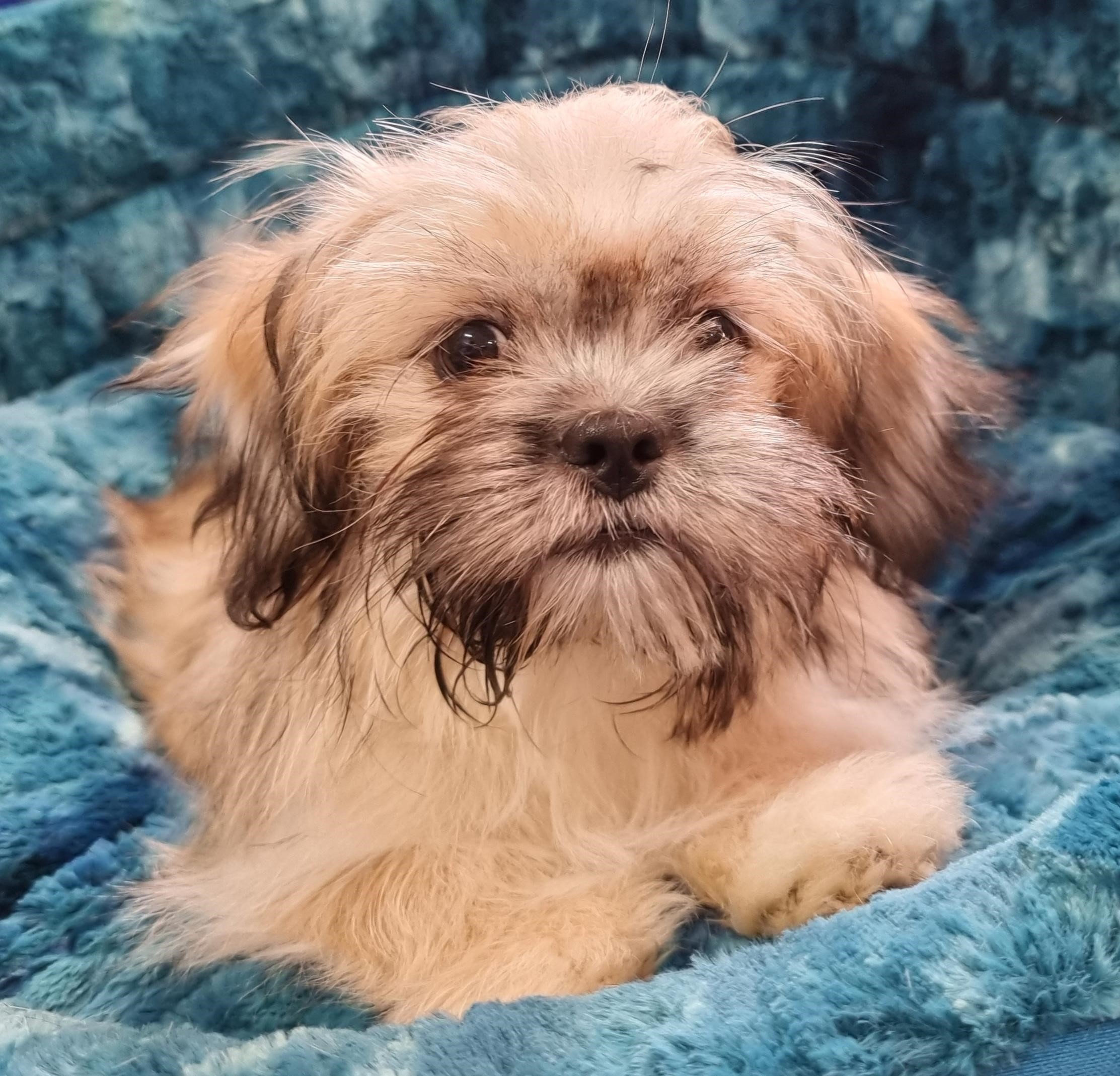 Puppies and Dogs For Sale Pets Galore in Toowoomba