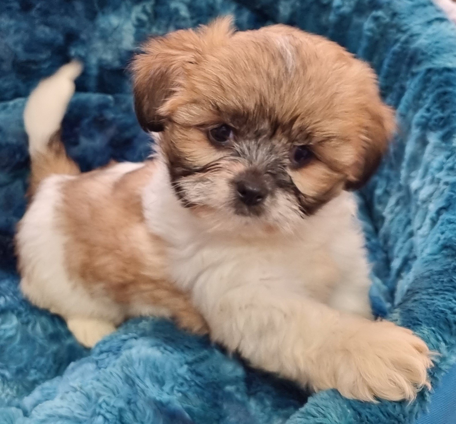 Puppies and Dogs For Sale Pets Galore in Toowoomba