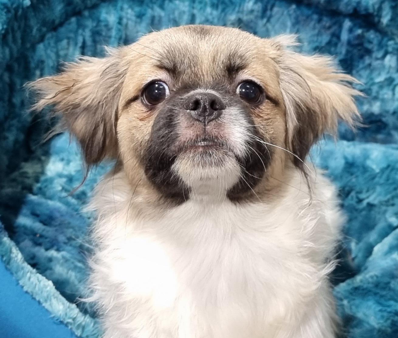 Puppies and Dogs For Sale Pets Galore in Toowoomba