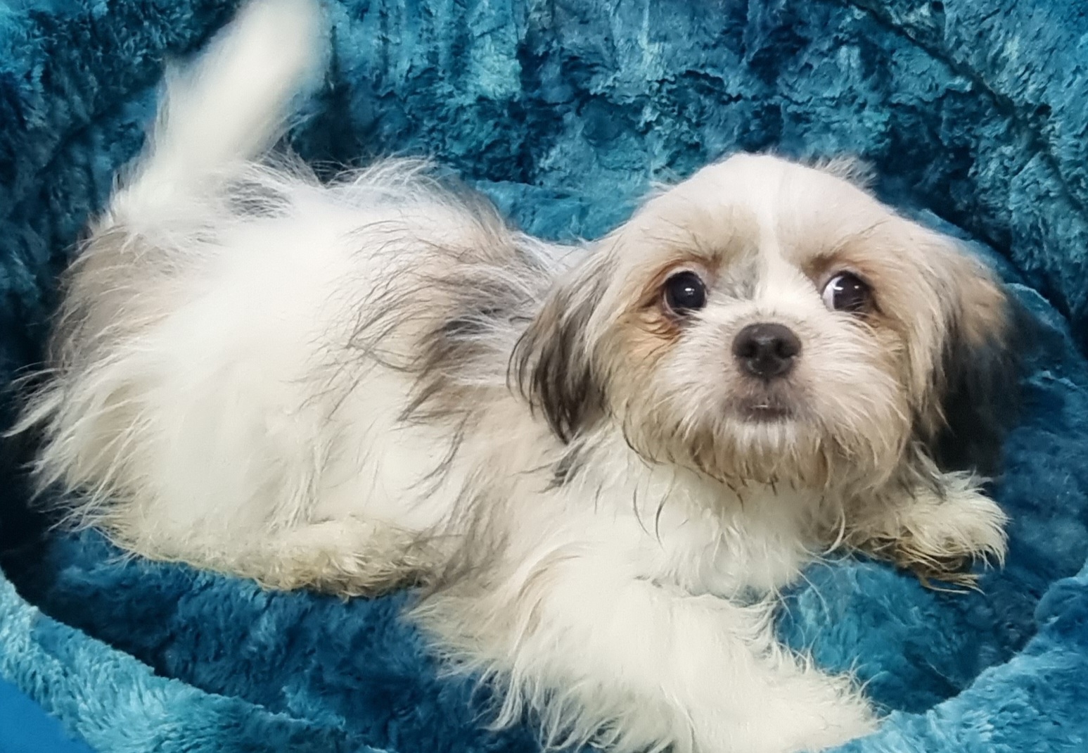 Puppies and Dogs For Sale Pets Galore in Toowoomba