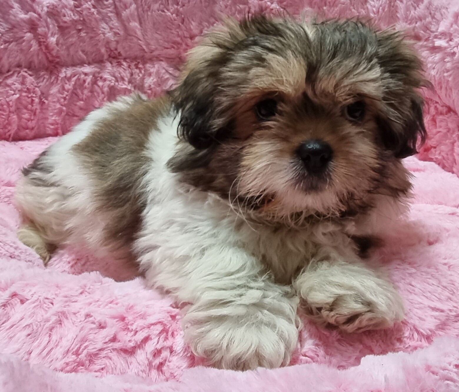 Puppies and Dogs For Sale Pets Galore in Toowoomba