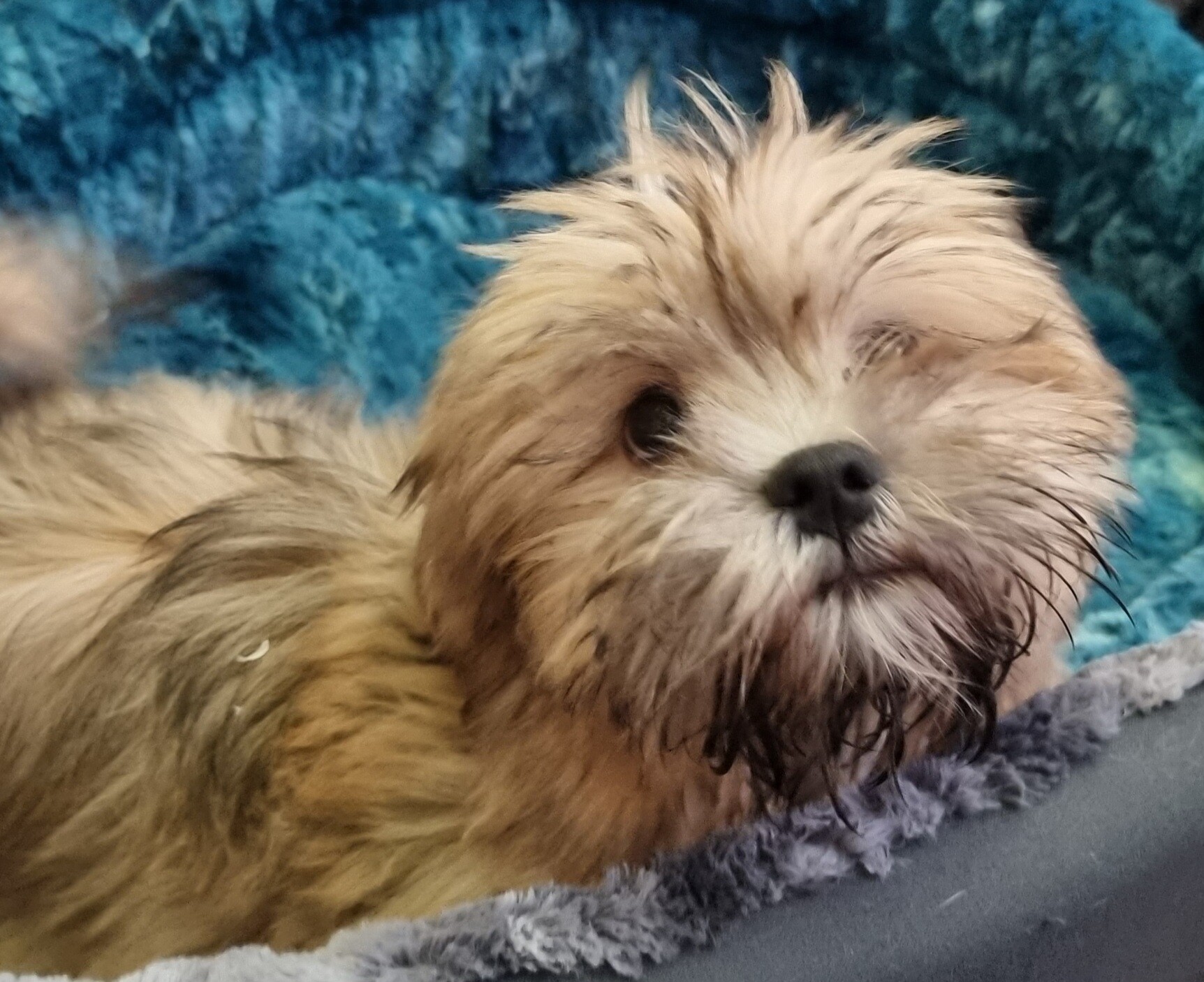 Puppies and Dogs For Sale Pets Galore in Toowoomba