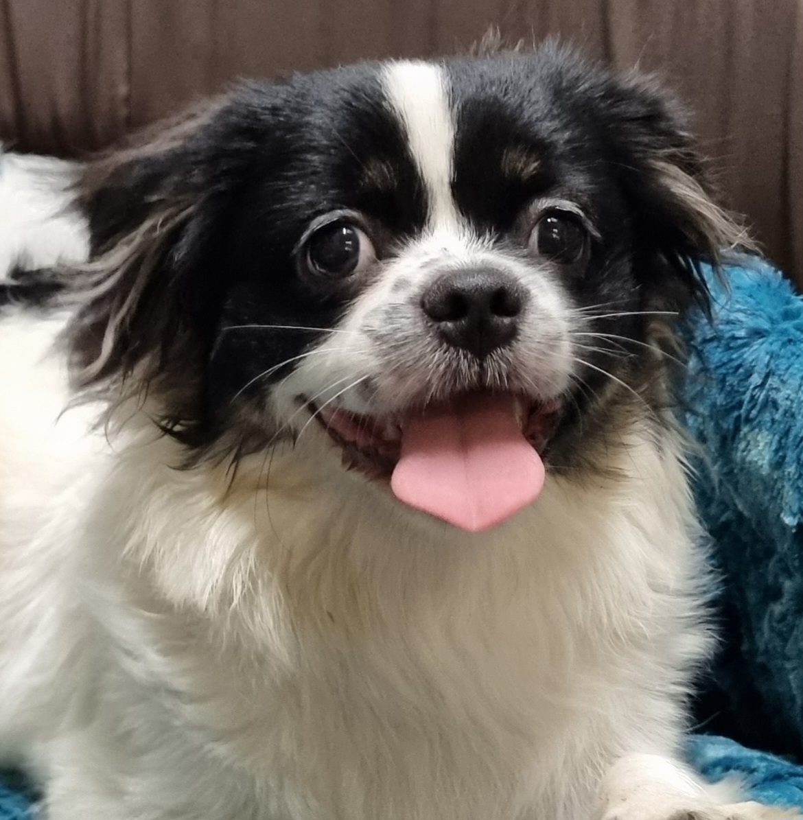 Puppies and Dogs For Sale Pets Galore in Toowoomba