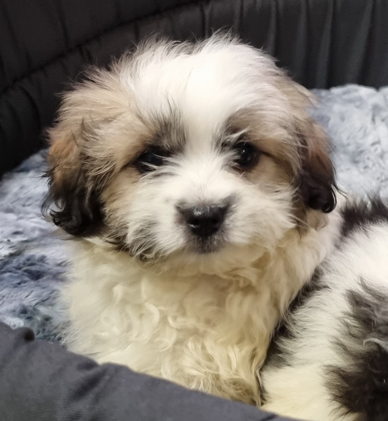 Puppies and Dogs For Sale Pets Galore in Toowoomba